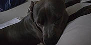 Titan is registered to the contest to win money with this photo: animal, bed, calm, canine, closeup, companion, cozy, dog, domestic, fur, gray_coat, home, indoors, pet, pillow, portrait, quiet, relaxed, resting, sleeping