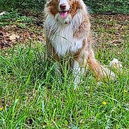 Opale a rejoint le concours — aidez-le/la à gagner de superbes lots ! dog, australian_shepherd, grass, forest, nature, outdoor, canine, greenery, animal, pet, happy, tongue_out, fur, sitting, trees, leafy, wildlife, summer, daylight, mammal