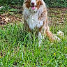 dog, australian_shepherd, grass, forest, nature, outdoor, canine, greenery, animal, pet, happy, tongue_out, fur, sitting, trees, leafy, wildlife, summer, daylight, mammal