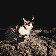 Inconnu a rejoint le concours — aidez-le/la à gagner de superbes lots ! animal, cat, closeup, dark_background, feline, fur, mammal, nature, night, no_people, outdoor, peaceful, quiet, resting, rock, shadow, sitting, solitude, whiskers, wildlife