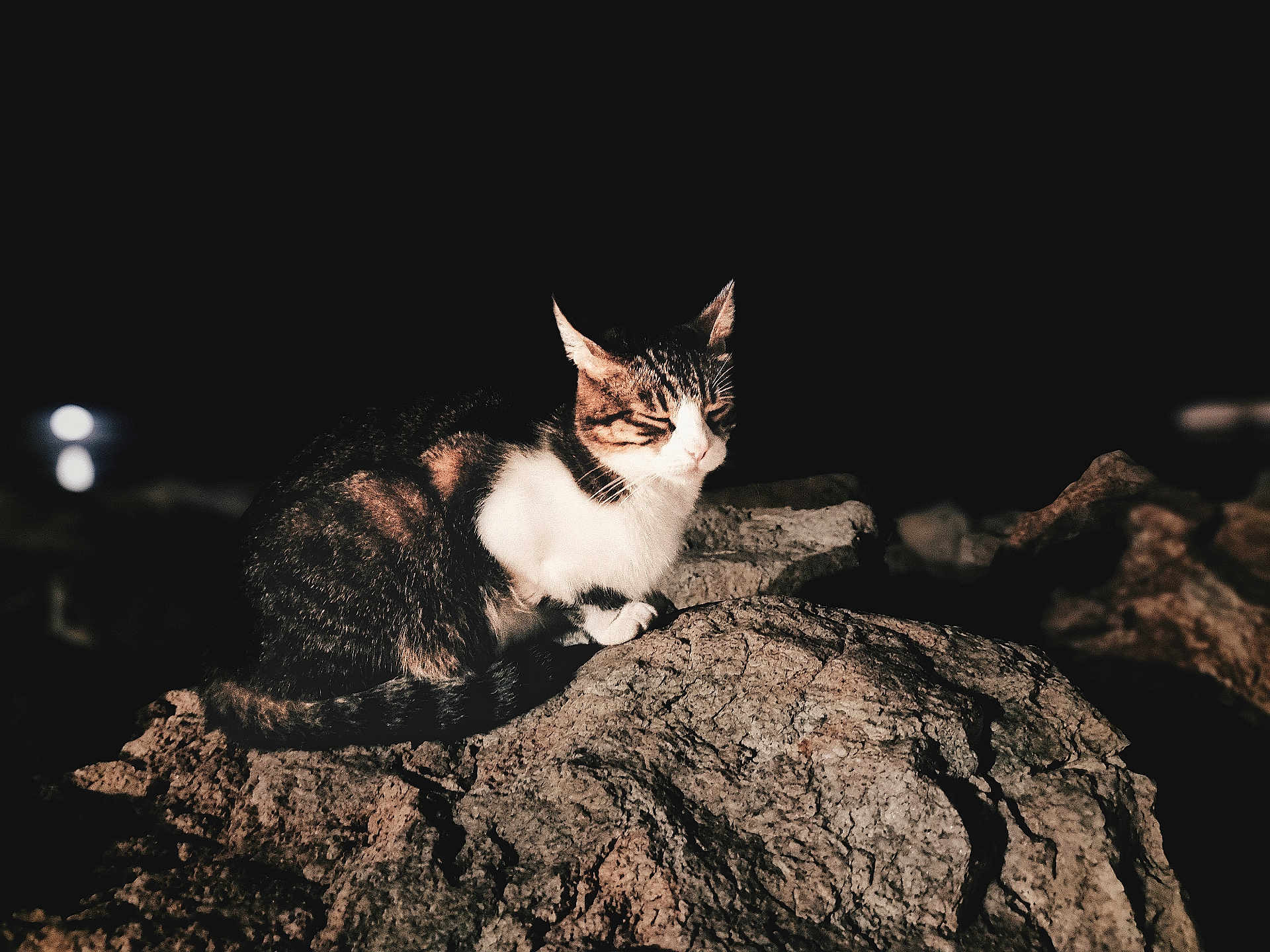 Inconnu a rejoint le concours — aidez-le/la à gagner de superbes lots ! animal, cat, closeup, dark_background, feline, fur, mammal, nature, night, no_people, outdoor, peaceful, quiet, resting, rock, shadow, sitting, solitude, whiskers, wildlife