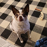 Flower is registered to the contest to win money with this photo: animal, attention, brown_spots, carpet, checkered_rug, collar, companion, cute, dog, ears, floor, fur, home, indoor, looking_up, pet, sitting, small_dog, toy, white_dog