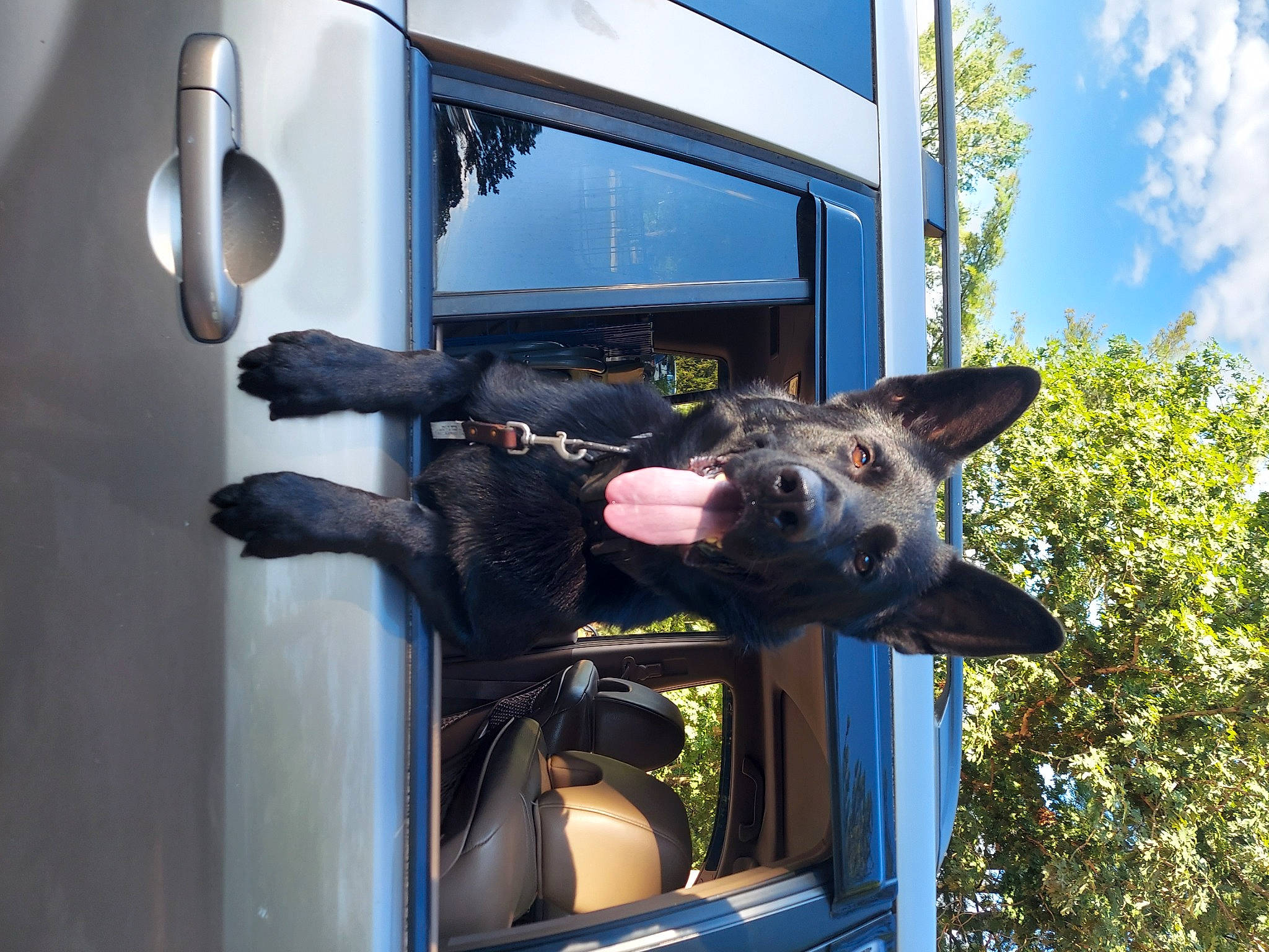 Koal joined the competition — help win amazing prizes! auto_part, automotive_exterior, automotive_window_part, building, canidae, carnivore, cloud, dog, dog_breed, fawn, machine, sky, sporting_group, tree, vehicle, vehicle_door, window, windshield, working_animal, working_dog