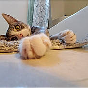 Sadie joined the competition — help win amazing prizes! cat, paw, close_up, indoor, floor, rug, curious, pet, animal, whiskers, tabby, relaxed, home, stretching, yellow_eyes, feline, soft_texture, cozy, domestic, laying_down