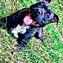 animal, ball, bodypart, bostonbull, boxer, bulldog, canine, dog, frenchbulldog, grass, hound, mouth, person, pet, pitbull, plant, pug, puppy, sphere, tongue