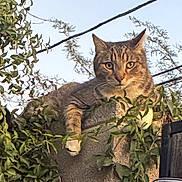 Jack joined the competition — help win amazing prizes! alert, animal, cat, concrete, curious, daylight, ears, fence, leaves, mammal, nature, outdoor, paws, perched, pet, sky, sunlight, tabby, vine, whiskers
