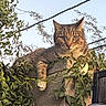 alert, animal, cat, concrete, curious, daylight, ears, fence, leaves, mammal, nature, outdoor, paws, perched, pet, sky, sunlight, tabby, vine, whiskers
