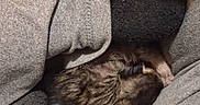 Tigger Marie joined the competition — help win amazing prizes! cat, sleeping, curled_up, furry, gray_fabric, cozy, indoor, nap, pet, resting, soft, warm, hidden, closeup, texture, comfort, relaxed, animal, feline, couch