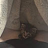 kitten, cat, blanket, cozy, indoor, fur, small, cute, pet, animal, ears, face, comfort, soft, texture, resting, snug, warm, cute_pet, hidden