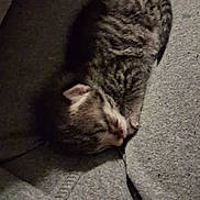 Tigger Marie is registered to the contest to win money with this photo: kitten, sleeping, tabby, cat, fur, grey, fabric, cozy, small, cute, animal, pet, resting, soft, texture, indoor, closeup, relaxing, young, domestic