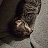 kitten, sleeping, tabby, cat, fur, grey, fabric, cozy, small, cute, animal, pet, resting, soft, texture, indoor, closeup, relaxing, young, domestic