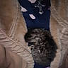 kitten, cat, furry_jacket, necklace, cross, person, clothing, dark_shirt, button, fingers, hand, fur, warm, snug, indoor, closeup, cute, pet, animal, soft