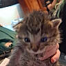 kitten, cat, furry, young, hand, person, indoor, chair, furniture, phone, blurred, brown, striped, cute, animal, pet, holding, background, cozy, casual