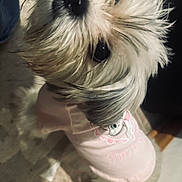 Sassy is registered to the contest to win money with this photo: dog, pet, indoor, fur, cute, clothing, pink_shirt, looking_up, small_dog, curious, animal, canine, fluffy, portrait, tiled_floor, cozy, domestic, whiskers, snout, adorable