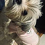 dog, pet, indoor, fur, cute, clothing, pink_shirt, looking_up, small_dog, curious, animal, canine, fluffy, portrait, tiled_floor, cozy, domestic, whiskers, snout, adorable