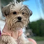 Sassy is registered to the contest to win money with this photo: dog, small_dog, fluffy, cute, pet, animal, fur, portrait, outdoor, blurry_background, pink_shirt, close_up, canine, adorable, friendly, companion, cute_pet, domestic_animal, young_dog, furry