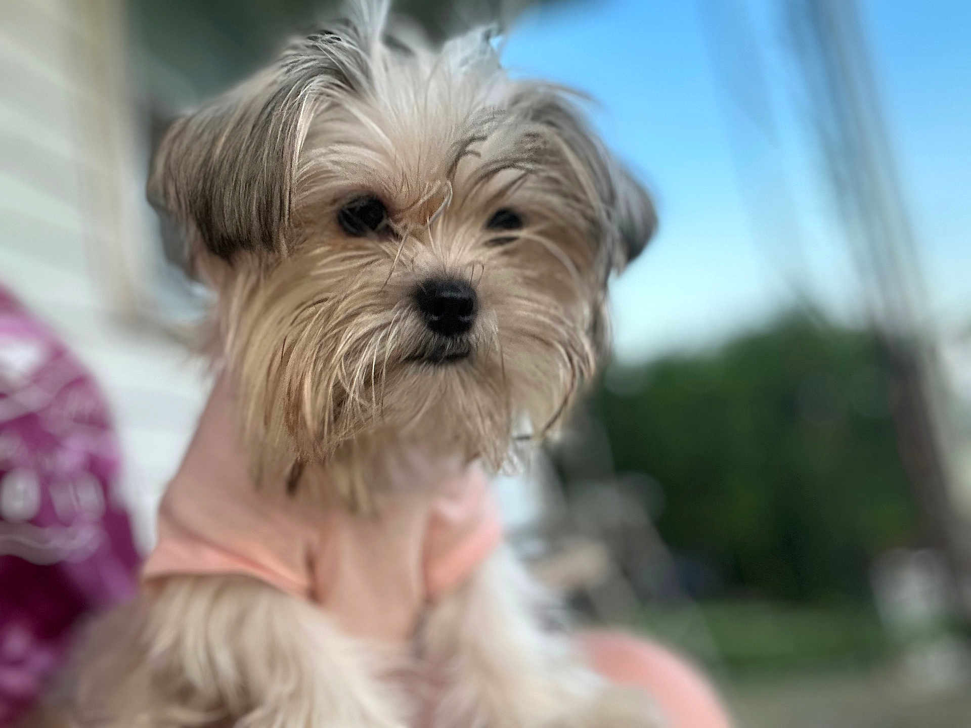 Sassy is registered to the contest to win money with this photo: dog, small_dog, fluffy, cute, pet, animal, fur, portrait, outdoor, blurry_background, pink_shirt, close_up, canine, adorable, friendly, companion, cute_pet, domestic_animal, young_dog, furry