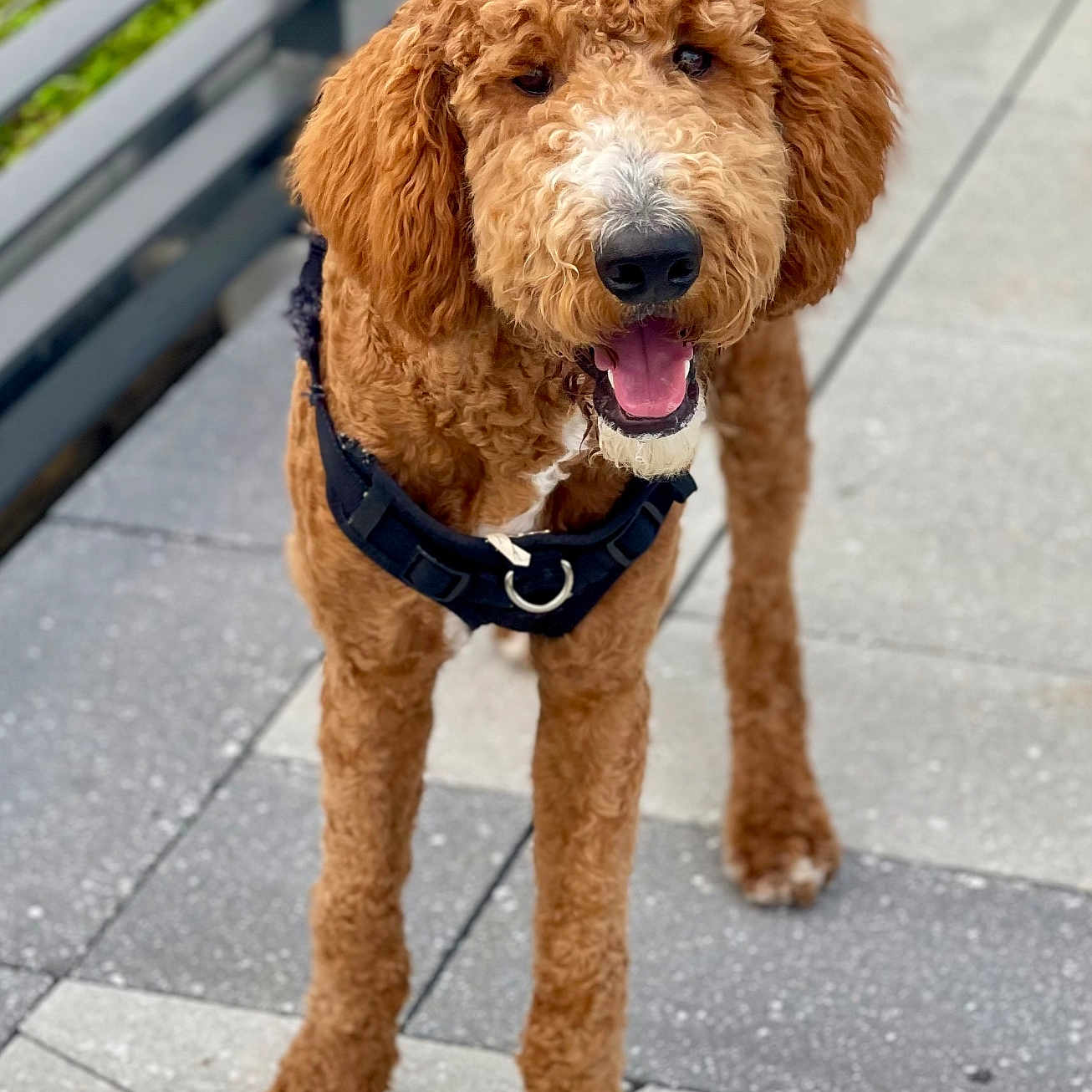 Chip joined the competition — help win amazing prizes! accessories, airedale, animal, canine, cockerspaniel, dog, harness, leash, path, person, pet, poodle, puppy, sidewalk, strap, terrier, walkingdog