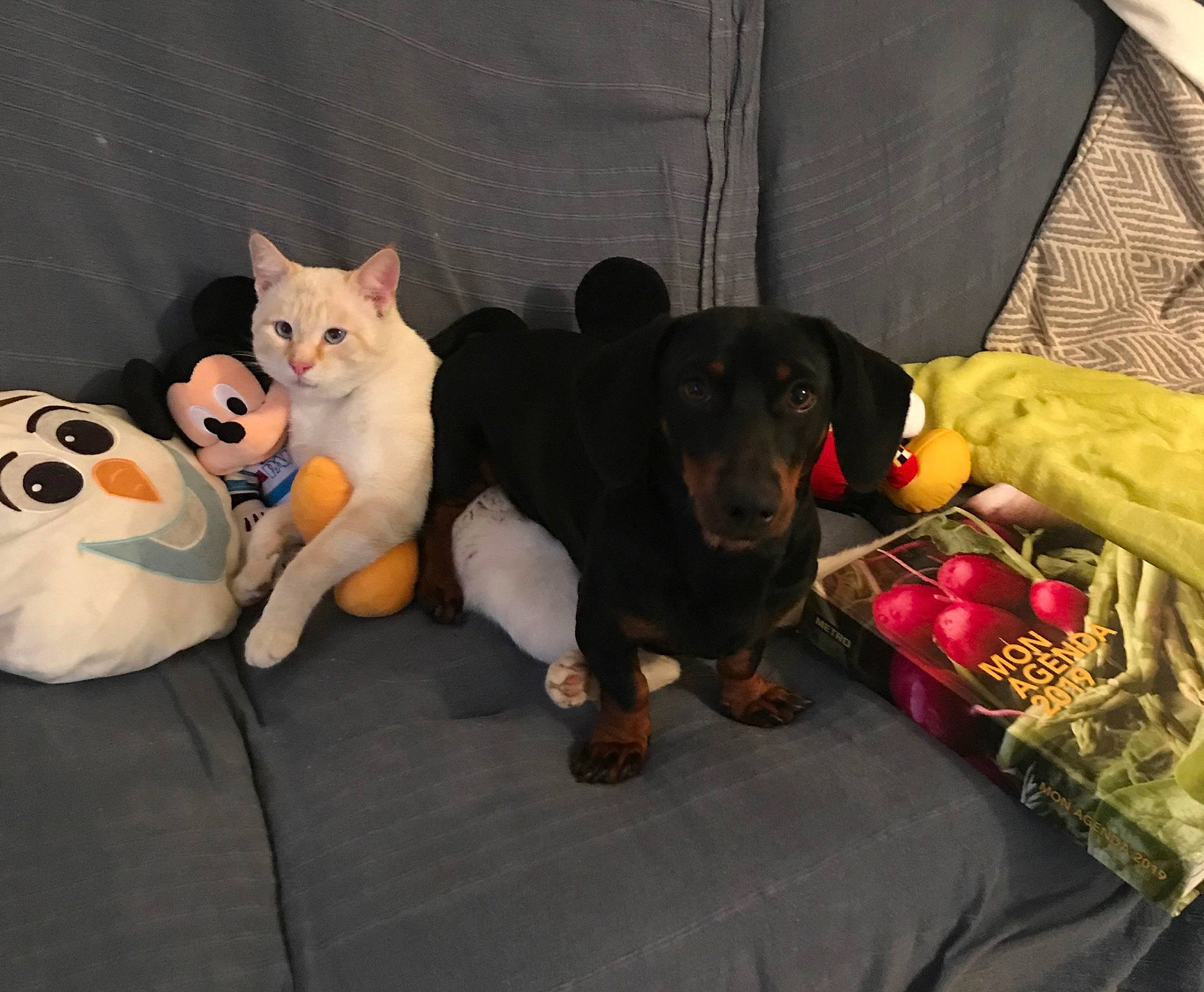 Olaf participe au concours pour gagner de l'argent avec cette photo : canidae, carnivore, companion_dog, dog, dog_breed, english_toy_terrier, feist, german_pinscher, guard_dog, mammal, manchester_terrier, miniature_pinscher, non_sporting_group, pinscher, prazsky_krysarik, puppy, sporting_group, toy_dog, vertebrate