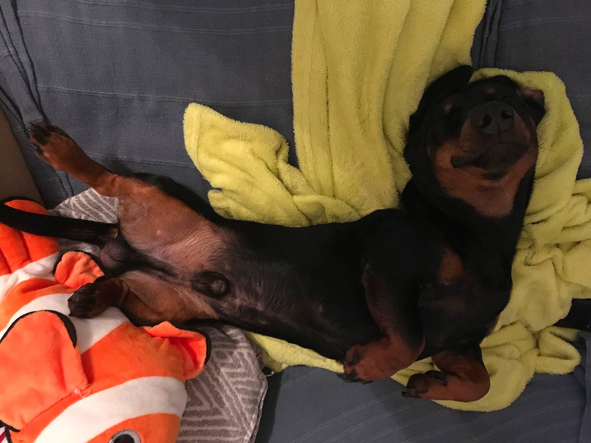 Olaf participe au concours pour gagner de l'argent avec cette photo : canidae, carnivore, companion_dog, dobermann, dog, dog_breed, fawn, guard_dog, miniature_pinscher, pinscher, sporting_group