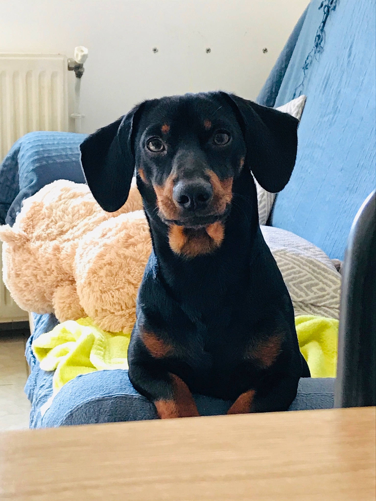 Olaf participe au concours pour gagner de l'argent avec cette photo : austrian_black_and_tan_hound, beauceron, canidae, carnivore, companion_dog, dachshund, dog, dog_breed, german_pinscher, guard_dog, huntaway, hunting_dog, mammal, miniature_pinscher, pinscher, puppy, rare_breed_dog, smaland_hound, sporting_group, vertebrate