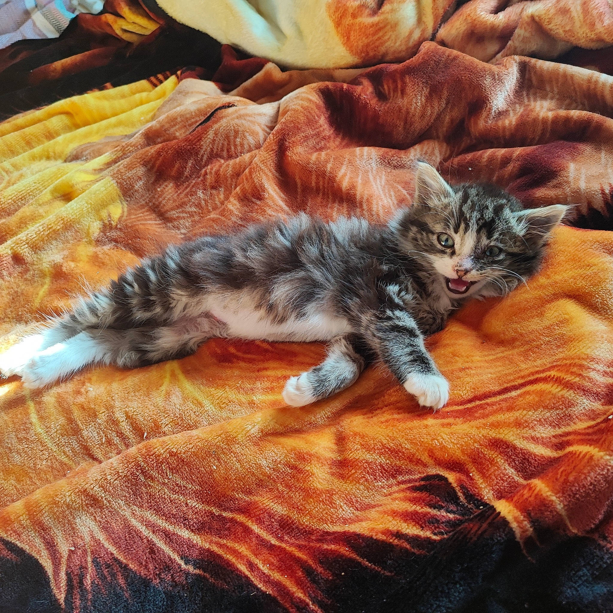 Lucky joined the competition — help win amazing prizes! art, carnivore, cat, claw, comfort, domestic_short_haired_cat, fawn, felidae, fur, hardwood, linens, nap, paw, room, sleep, small_to_medium_sized_cats, tail, textile, whiskers, wood