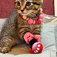 Nibble joined the competition — help win amazing prizes! animal, beads, blanket, cat, closeup, cozy, cute, feline, indoor, kitten, necklace, paw, pet, pink, red, sitting, sock, soft, tabby, whiskers