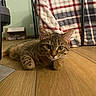 cat, tabby, kitten, pet, animal, feline, face, eyes, ears, whiskers, fur, striped_fur, lying_down, indoor, wooden_floor, blanket, plaid, pet_carrier, portrait, home