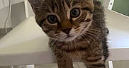 Athéna a rejoint le concours — aidez-le/la à gagner de superbes lots ! cat, kitten, tabby, animal, pet, feline, face, eyes, ears, whiskers, fur, striped, cute, curious, sitting, paws, tail, chair, indoor, tile_floor