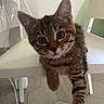 cat, kitten, tabby, animal, pet, feline, face, eyes, ears, whiskers, fur, striped, cute, curious, sitting, paws, tail, chair, indoor, tile_floor