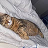 Athéna a rejoint le concours — aidez-le/la à gagner de superbes lots ! cat, tabby_cat, sleeping, pet, animal, bed, bedding, white_duvet, indoors, bedroom, relaxed, resting, lying_down, closed_eyes, whiskers, striped_fur, brown_fur, white_fur, cozy, photography