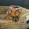 animal, beige, black_nose, brown_fur, close_up, cozy, cute, dark_eyes, dog, fluffy, indoors, pet, pet_bed, pink_bows, portrait, product_tag, puppy, puppy_face, sleeping, soft_blanket