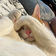 Steven joined the competition — help win amazing prizes! cat, pet, sleeping, paw, nose, fur, white, orange, cozy, indoor, blanket, couch, relaxing, cute, closeup, animal, mammal, whiskers, soft, resting