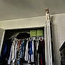 cat, closet, clothes, jackets, shirts, boots, door, hanger, storage_bins, indoor, white_wall, furniture, shelf, animal, pet, curious, perched, vertical, home, room