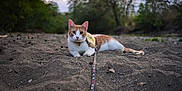 Steven joined the competition — help win amazing prizes! cat, orange_cat, white_cat, sandy_ground, harness, leash, outdoor, nature, forest, trees, animal, pet, cute, curious, lying_down, evening, path, wildlife, mammal, fur