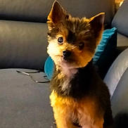 Zoe a rejoint le concours — aidez-le/la à gagner de superbes lots ! dog, puppy, small_dog, indoor, couch, pet, fur, brown_fur, black_fur, animal, cute, sitting, looking, face, ears, living_room, pillow, furniture, domestic_animal, companion