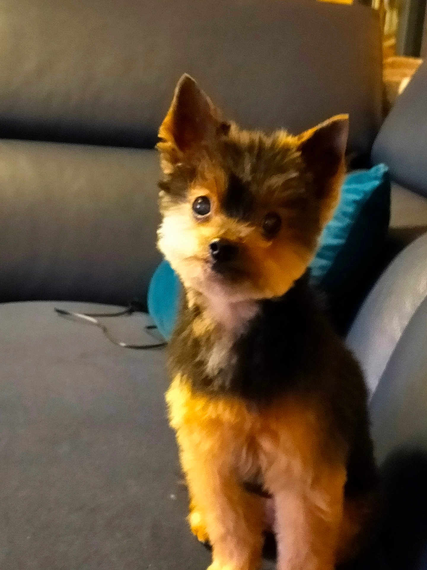 Zoe a rejoint le concours — aidez-le/la à gagner de superbes lots ! dog, puppy, small_dog, indoor, couch, pet, fur, brown_fur, black_fur, animal, cute, sitting, looking, face, ears, living_room, pillow, furniture, domestic_animal, companion