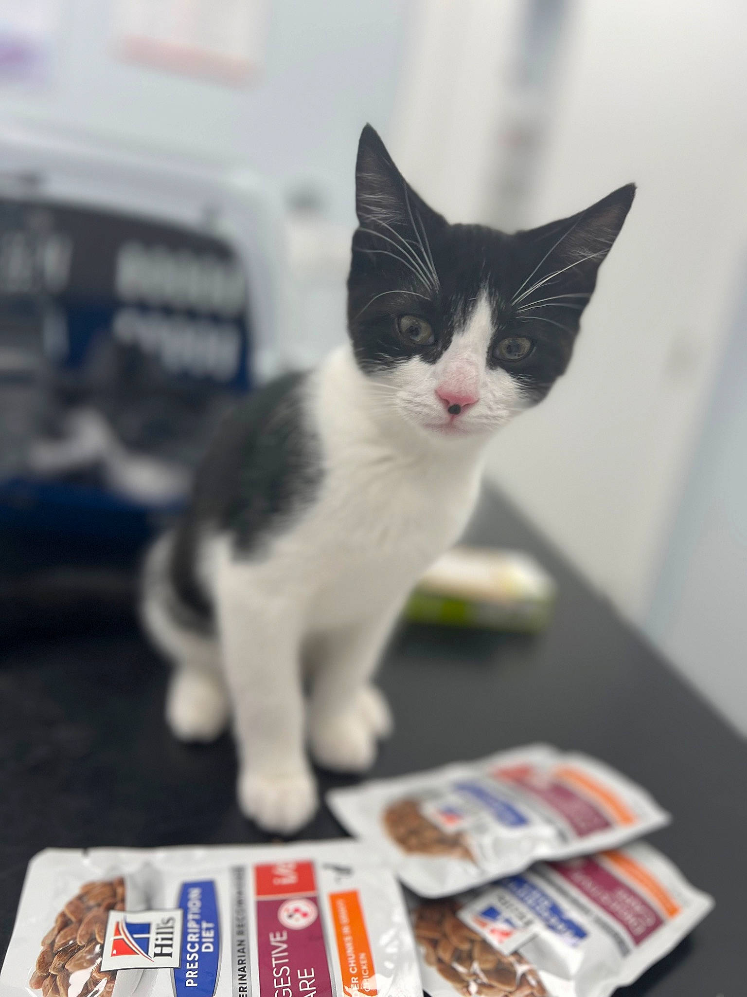 Milo joined the competition — help win amazing prizes! carnivore, cat, domestic_short_haired_cat, felidae, paw, publication, small_to_medium_sized_cats, tail, whiskers