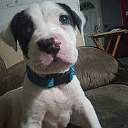 Harley joined the competition — help win amazing prizes! puppy, dog, pet, collar, indoor, couch, close_up, young, curious, white, black_spots, face, animal, canine, home, furniture, young_dog, domestic_animal, cute, portrait