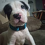 puppy, dog, pet, collar, indoor, couch, close_up, young, curious, white, black_spots, face, animal, canine, home, furniture, young_dog, domestic_animal, cute, portrait