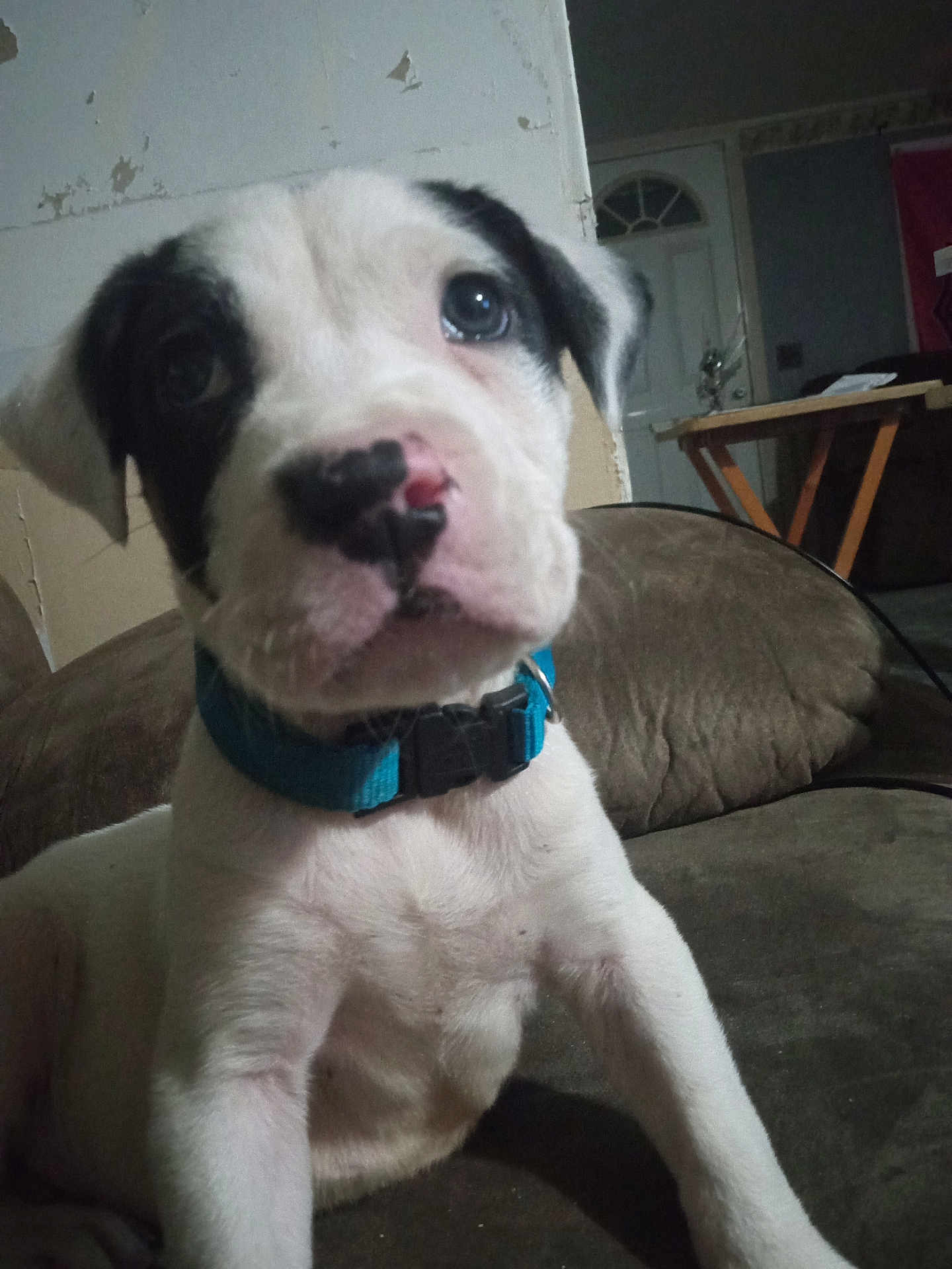 Harley joined the competition — help win amazing prizes! puppy, dog, pet, collar, indoor, couch, close_up, young, curious, white, black_spots, face, animal, canine, home, furniture, young_dog, domestic_animal, cute, portrait