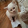 kitten, white_cat, pet, curious, wooden_floor, indoor, animal, small, cute, fur, head_tilt, flooring, domestic_cat, young_cat, playful, whiskers, feline, soft, close_up, adorable