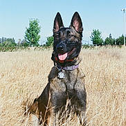 Remie is registered to the contest to win money with this photo: dog, german_shepherd, outdoor, field, grass, nature, animal, pet, canine, sunny, daytime, tongue_out, ears_up, collar, tag, happy, sitting, blue_sky, trees, rural