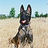 dog, german_shepherd, outdoor, field, grass, nature, animal, pet, canine, sunny, daytime, tongue_out, ears_up, collar, tag, happy, sitting, blue_sky, trees, rural