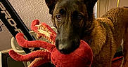Remie is registered to the contest to win money with this photo: dog, indoor, toy, plush_toy, octopus_toy, floor, treadmill, laundry_detergent, handbag, wood_floor, ears, pet, brown_dog, household_items, curious, standing, eyes, mouth, playful, attention