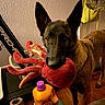 dog, indoor, toy, plush_toy, octopus_toy, floor, treadmill, laundry_detergent, handbag, wood_floor, ears, pet, brown_dog, household_items, curious, standing, eyes, mouth, playful, attention