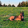 Remie is registered to the contest to win money with this photo: dog, belgian_malinois, grass, field, outdoor, sunlight, nature, canine, pet, animal, tongue_out, ears_up, relaxed, summer, greenery, park, sky, tree, collar, daytime