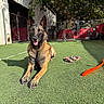 Remie is registered to the contest to win money with this photo: dog, belgian_malinois, outdoor, grass, toy, fence, sunlight, pet, animal, playground, happy, tongue_out, resting, canine, yard, daylight, cheerful, nature, leisure, summer