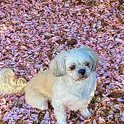 Miss Sophie joined the competition — help win amazing prizes! animal, beige_dog, cute, dog, flower_petals, fluffy, fur, garden, ground_cover, leafy_background, nature, outdoor, peaceful, pet, pine_cones, scenery, sitting, small_dog, sunlight, white_dog