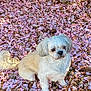 animal, beige_dog, cute, dog, flower_petals, fluffy, fur, garden, ground_cover, leafy_background, nature, outdoor, peaceful, pet, pine_cones, scenery, sitting, small_dog, sunlight, white_dog